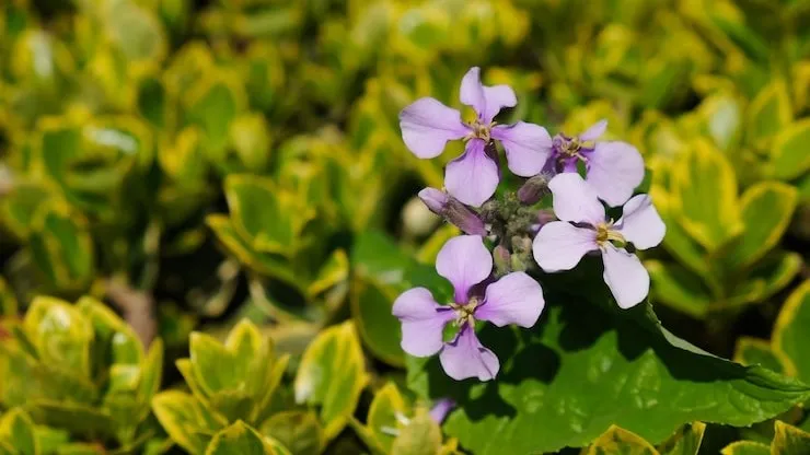 Brain Savior key ingredient for memory and concentration