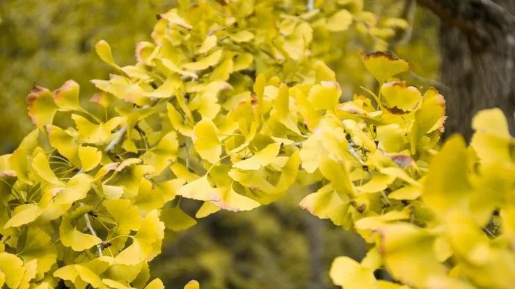 Brain Savior ingredient spotlight – natural cognitive support compound